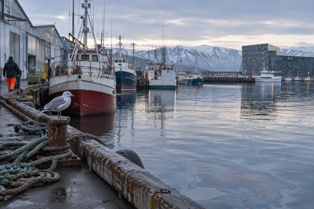 A small harbour in Reykjavik with fishing boats moored along the quay