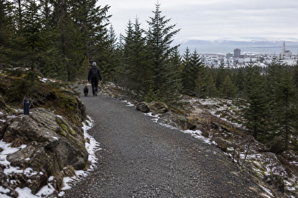 Gravel trail winding uphill through spruce trees on Oskjuhlid