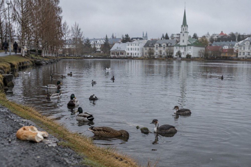 Ducks and waterfowl on Tjörnin pond with park greenery along the bank
